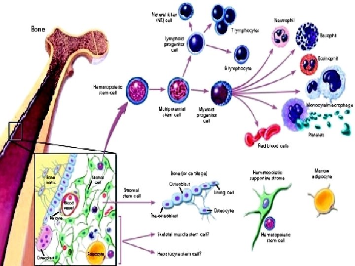 Dr. Ziad W Jaradat © Dr. Ziad W Jaradat ©