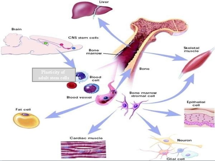 Plasticity of adult stem cells 