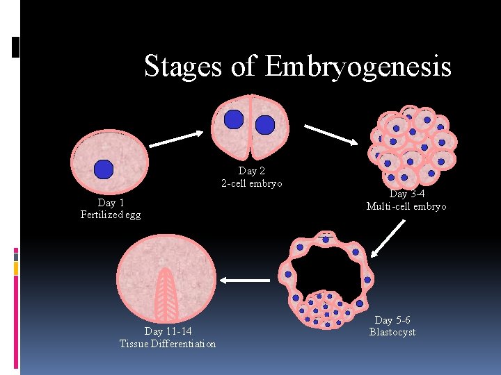 Stages of Embryogenesis Day 2 2 -cell embryo Day 1 Fertilized egg Day 11