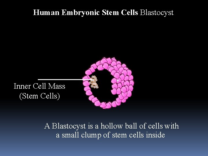 Human Embryonic Stem Cells Blastocyst Inner Cell Mass (Stem Cells) A Blastocyst is a Human Embryonic Stem Cells Blastocyst Inner Cell Mass (Stem Cells) A Blastocyst is a