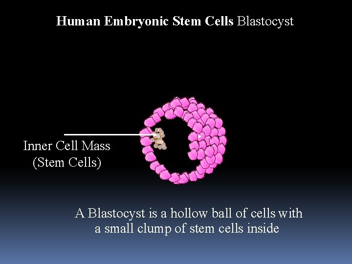 Human Embryonic Stem Cells Blastocyst Inner Cell Mass (Stem Cells) A Blastocyst is a