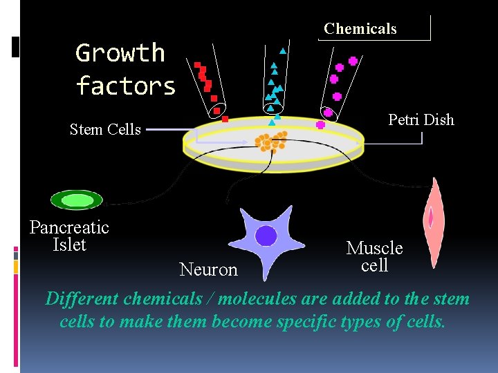 Growth factors Stem Cells Pancreatic Islet Chemicals Petri Dish Muscle cell Neuron Different chemicals