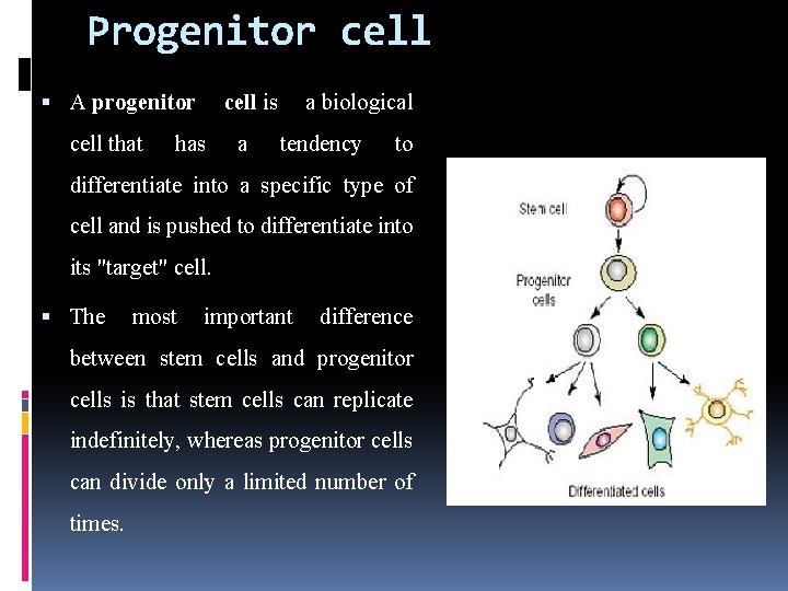 Progenitor cell A progenitor cell that has cell is a biological a tendency to