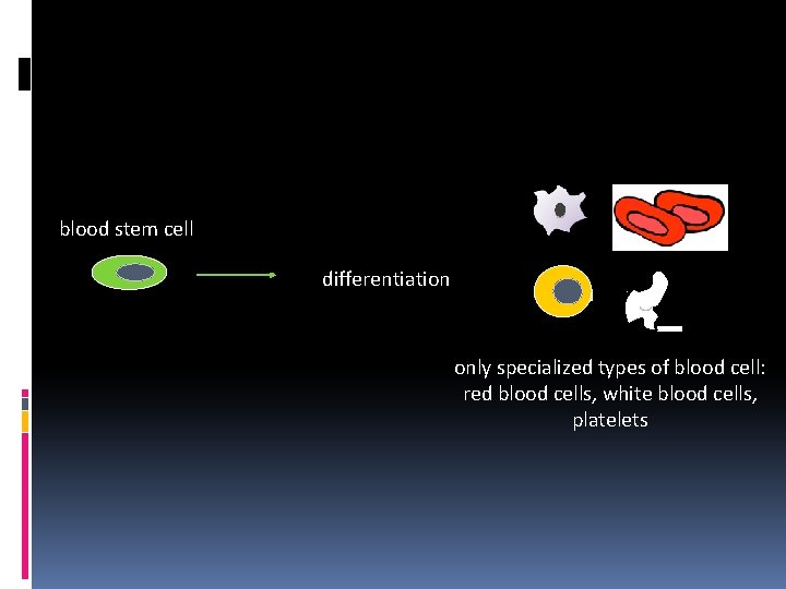 blood stem cell differentiation only specialized types of blood cell: red blood cells, white blood stem cell differentiation only specialized types of blood cell: red blood cells, white