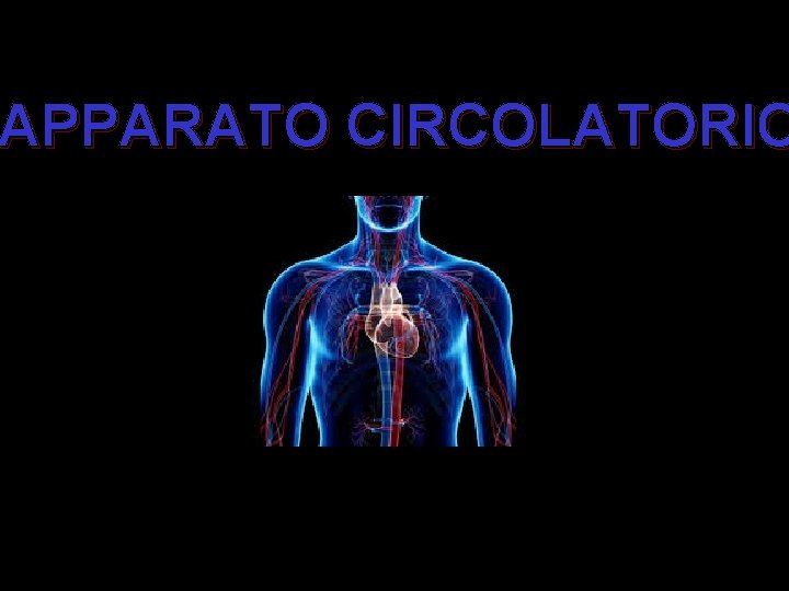 APPARATO CIRCOLATORIO 