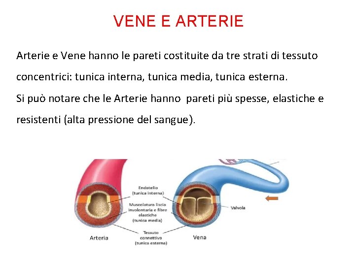 VENE E ARTERIE Arterie e Vene hanno le pareti costituite da tre strati di