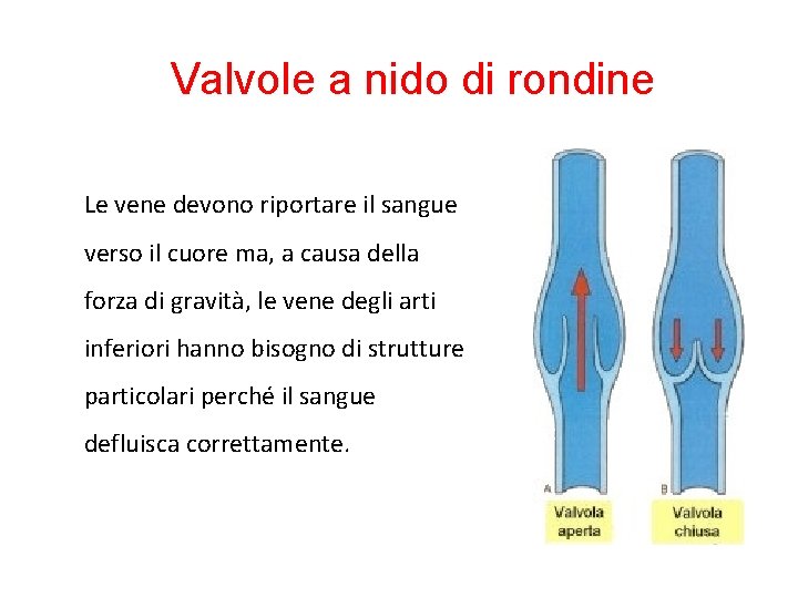 Valvole a nido di rondine Le vene devono riportare il sangue verso il cuore