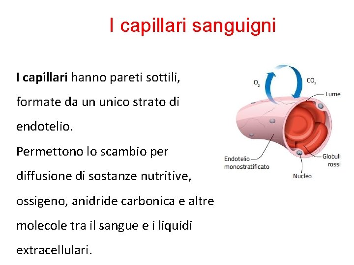 I capillari sanguigni I capillari hanno pareti sottili, formate da un unico strato di