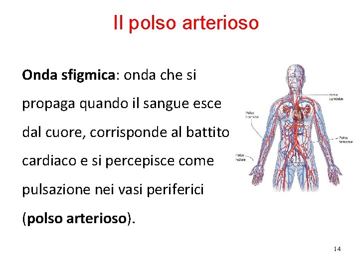 Il polso arterioso Onda sfigmica: onda che si propaga quando il sangue esce dal
