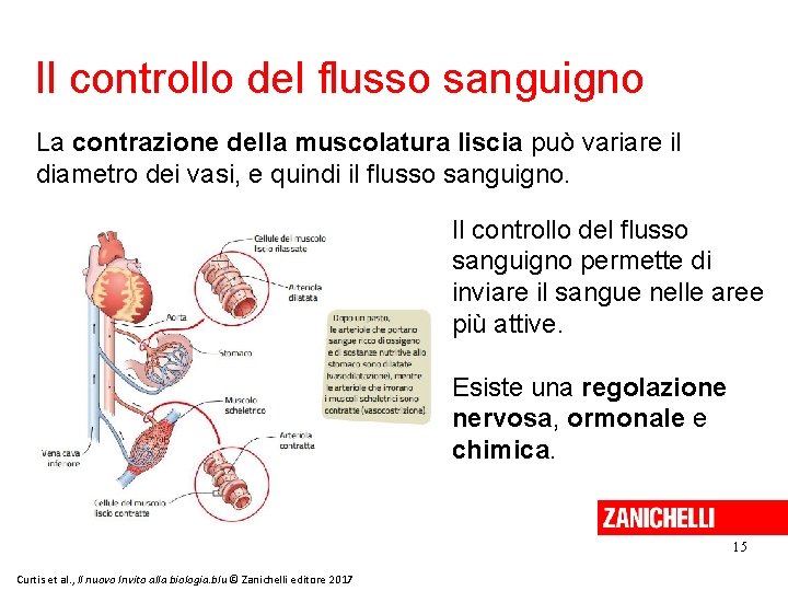 Il controllo del flusso sanguigno La contrazione della muscolatura liscia può variare il diametro