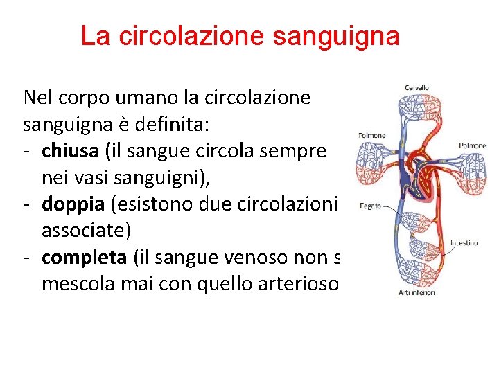 La circolazione sanguigna Nel corpo umano la circolazione sanguigna è definita: - chiusa (il