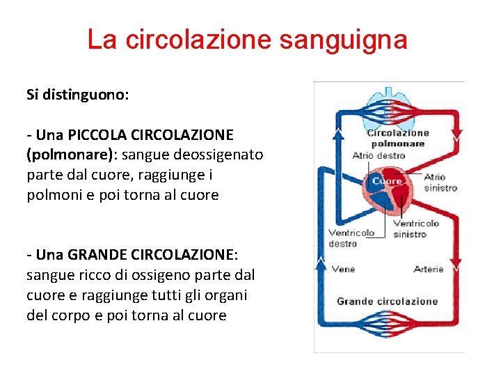 La circolazione sanguigna Si distinguono: - Una PICCOLA CIRCOLAZIONE (polmonare): sangue deossigenato parte dal