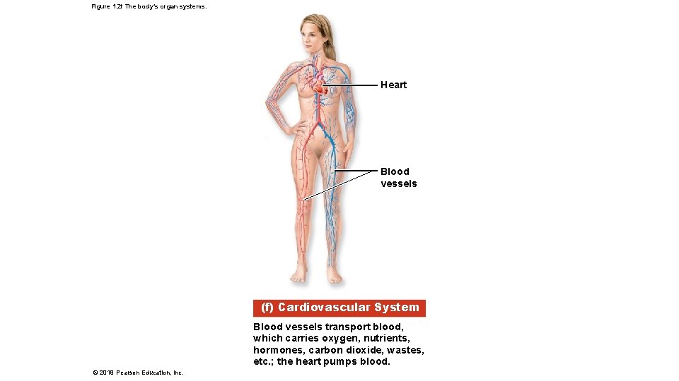 Figure 1. 2 f The body’s organ systems. Heart Blood vessels (f) Cardiovascular System