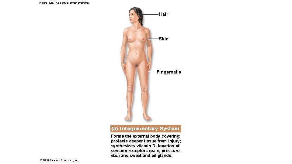 Figure 1. 2 a The body’s organ systems. Hair Skin Fingernails (a) Integumentary System