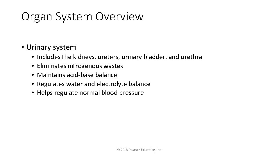 Organ System Overview • Urinary system • • • Includes the kidneys, ureters, urinary