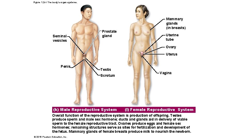 Figure 1. 2 k-l The body’s organ systems. Seminal vesicles Prostate gland Mammary glands