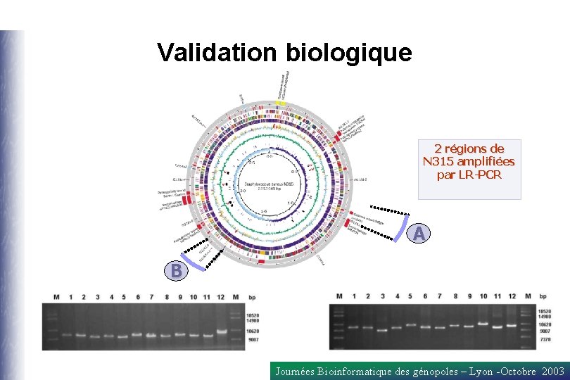 Validation biologique 2 régions de N 315 amplifiées par LR-PCR A B Journées Bioinformatique