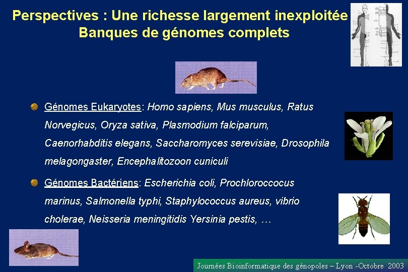 Perspectives : Une richesse largement inexploitée : Banques de génomes complets Génomes Eukaryotes: Homo