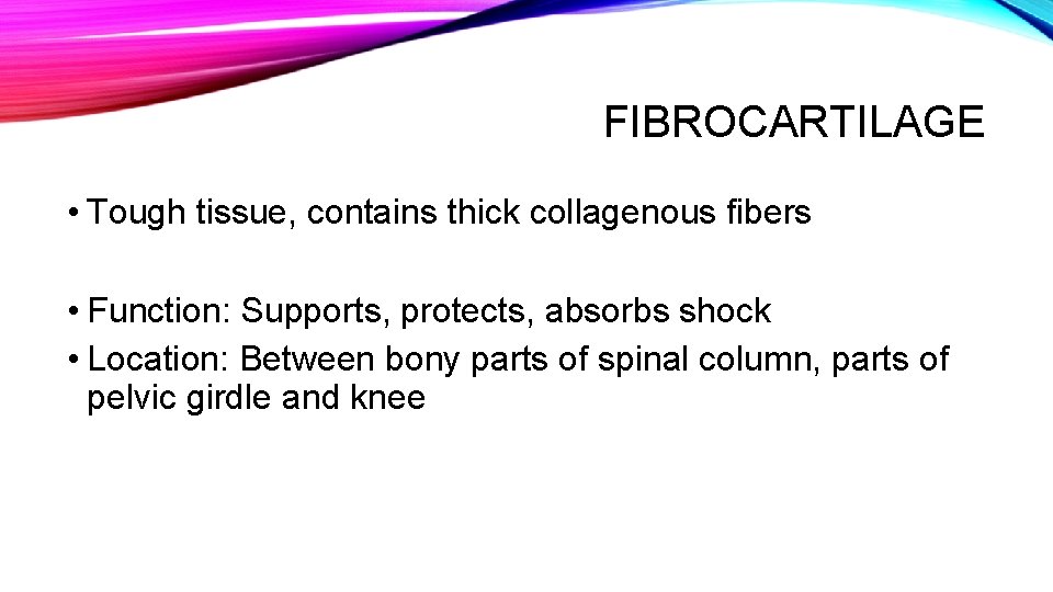 FIBROCARTILAGE • Tough tissue, contains thick collagenous fibers • Function: Supports, protects, absorbs shock