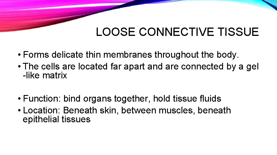 LOOSE CONNECTIVE TISSUE • Forms delicate thin membranes throughout the body. • The cells
