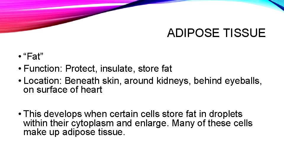 ADIPOSE TISSUE • “Fat” • Function: Protect, insulate, store fat • Location: Beneath skin,