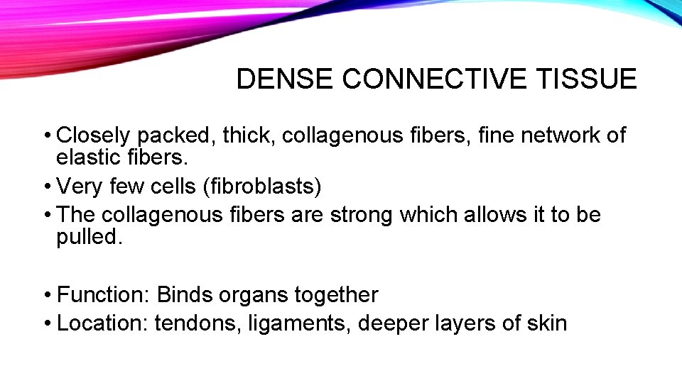 DENSE CONNECTIVE TISSUE • Closely packed, thick, collagenous fibers, fine network of elastic fibers.