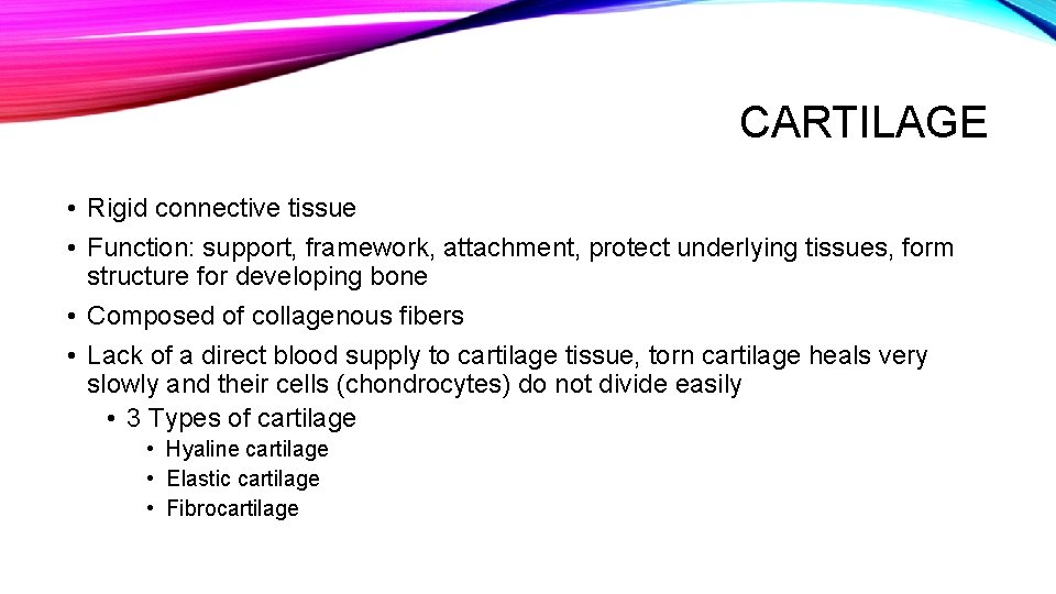 CARTILAGE • Rigid connective tissue • Function: support, framework, attachment, protect underlying tissues, form