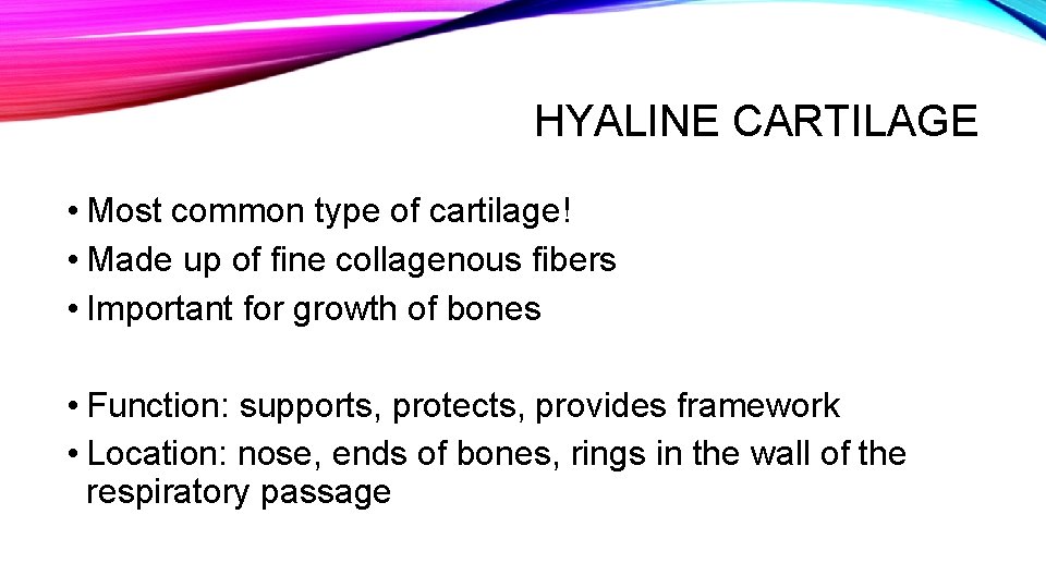 HYALINE CARTILAGE • Most common type of cartilage! • Made up of fine collagenous