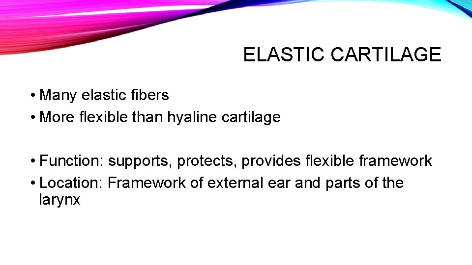 ELASTIC CARTILAGE • Many elastic fibers • More flexible than hyaline cartilage • Function: