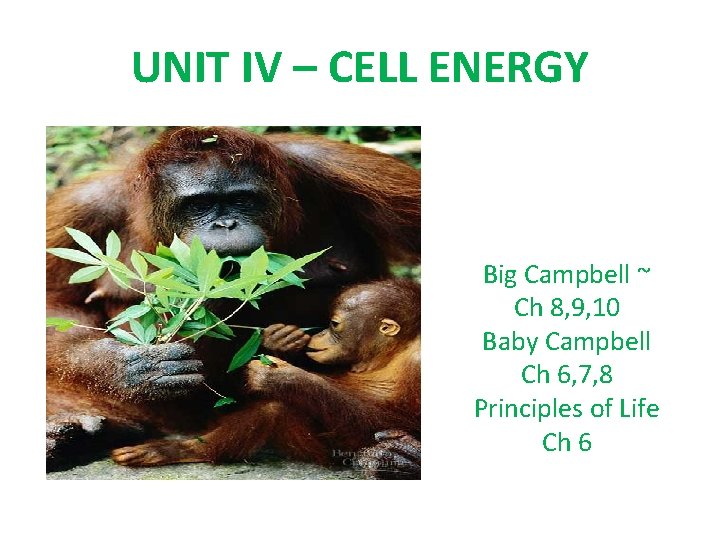UNIT IV – CELL ENERGY Big Campbell ~ Ch 8, 9, 10 Baby Campbell