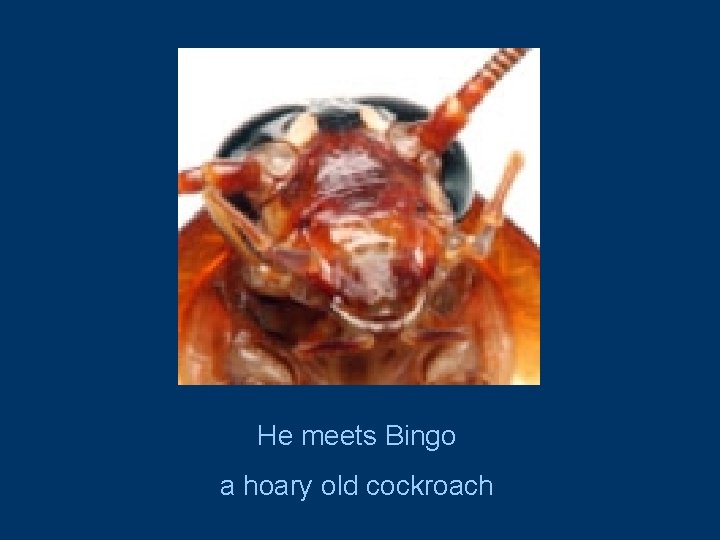 He meets Bingo a hoary old cockroach 