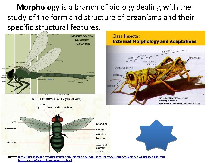 Morphology is a branch of biology dealing with the study of the form and