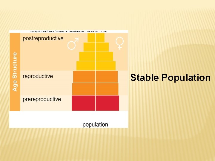 Stable Population 