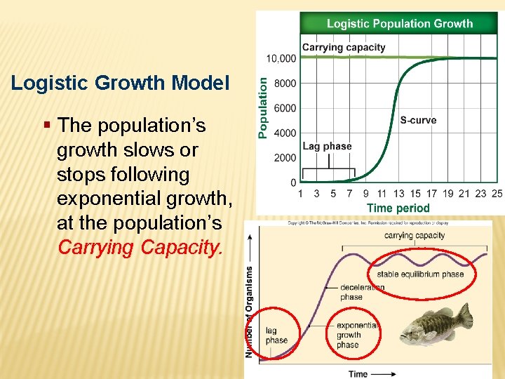 Logistic Growth Model § The population’s growth slows or stops following exponential growth, at