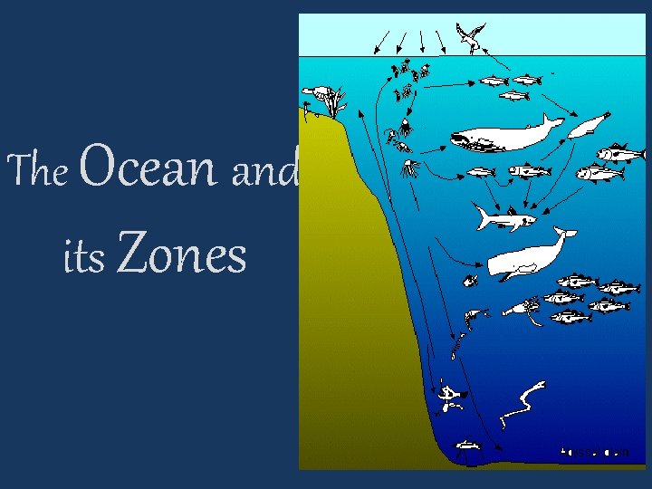 The Ocean and its Zones 