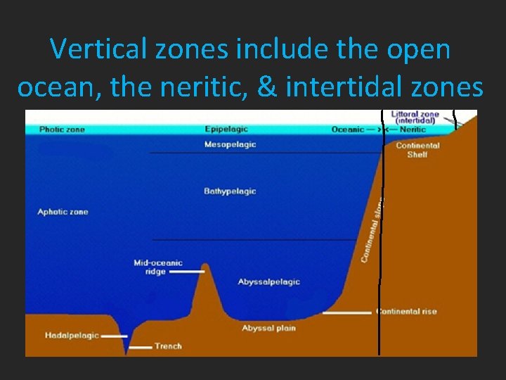 Vertical zones include the open ocean, the neritic, & intertidal zones 