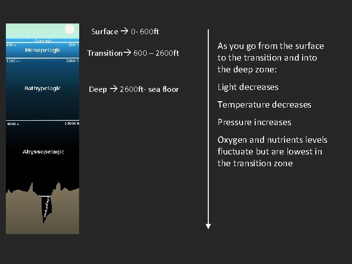 Surface 0 - 600 ft Transition 600 – 2600 ft Deep 2600 ft- sea