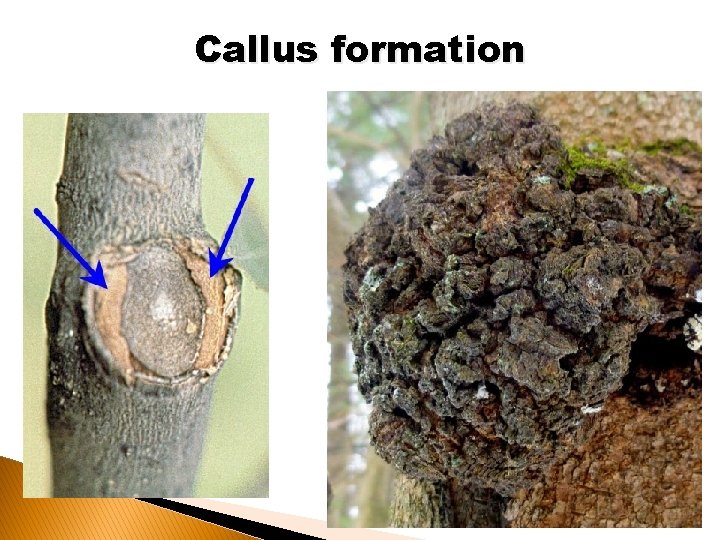 Callus formation 