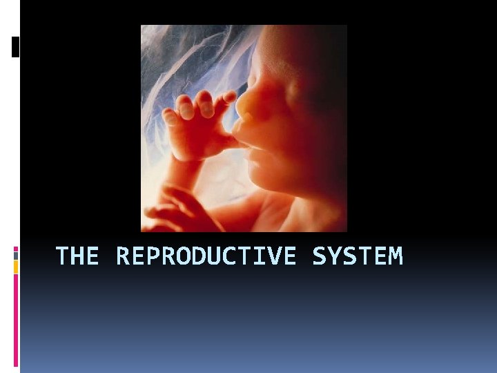 THE REPRODUCTIVE SYSTEM 