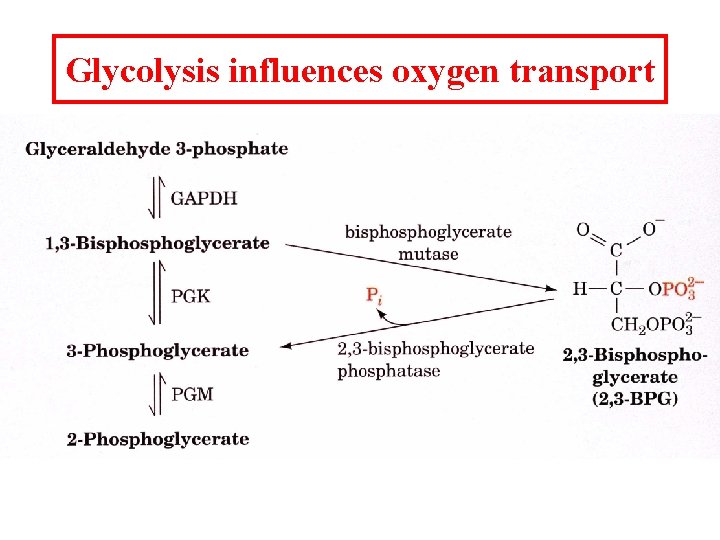 Glycolysis influences oxygen transport 