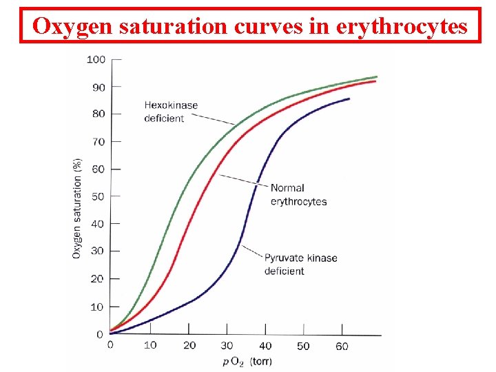 Oxygen saturation curves in erythrocytes 