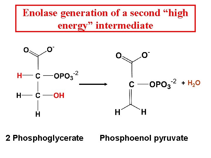 Enolase generation of a second “high energy” intermediate + H 2 O 2 Phosphoglycerate