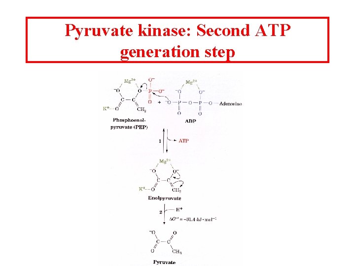 Pyruvate kinase: Second ATP generation step 
