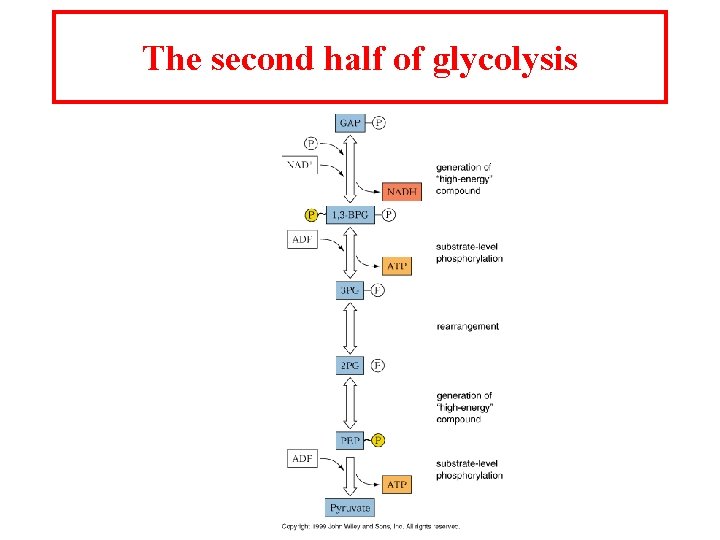 The second half of glycolysis 