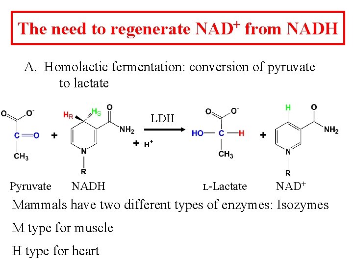 The need to regenerate NAD+ from NADH A. Homolactic fermentation: conversion of pyruvate to