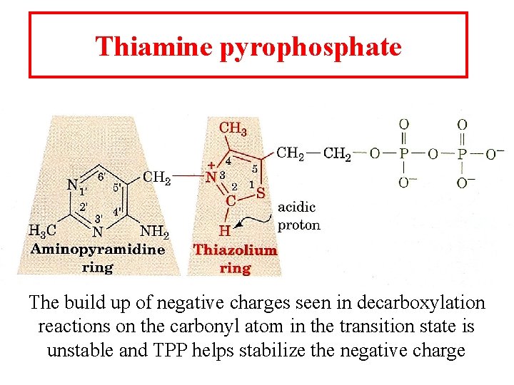 Thiamine pyrophosphate The build up of negative charges seen in decarboxylation reactions on the