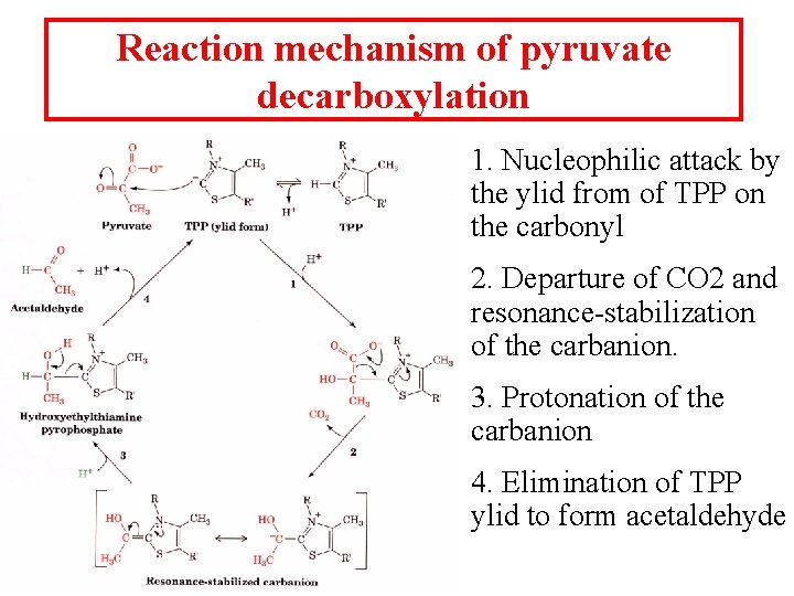 Reaction mechanism of pyruvate decarboxylation 1. Nucleophilic attack by the ylid from of TPP