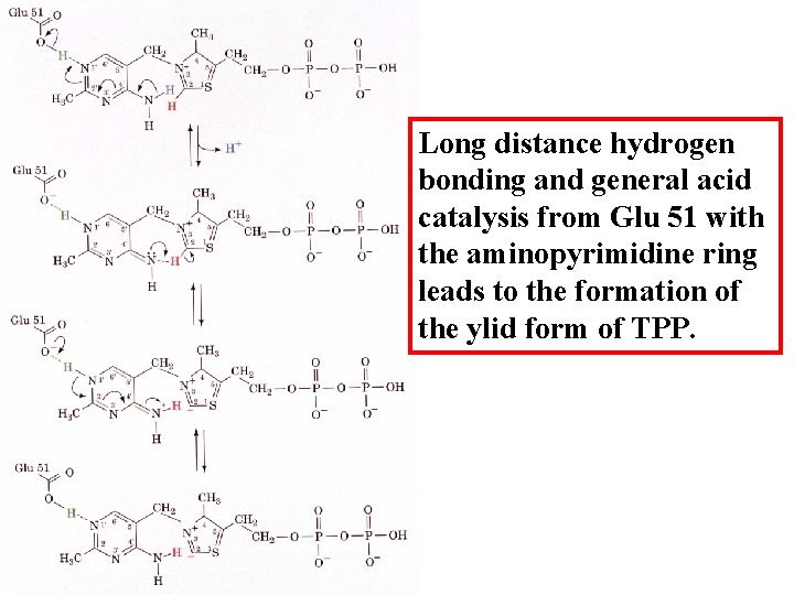Long distance hydrogen bonding and general acid catalysis from Glu 51 with the aminopyrimidine