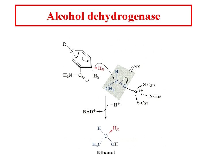 Alcohol dehydrogenase 