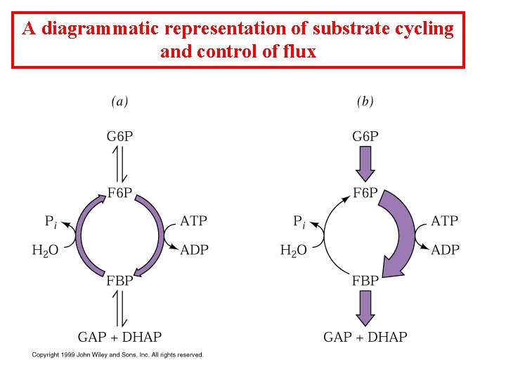 A diagrammatic representation of substrate cycling and control of flux 